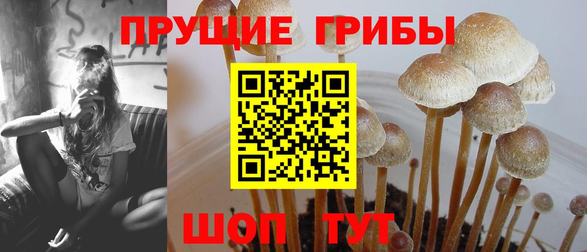 Светлоград  Галлюциногенные грибы Psilocybe  Галлюциногенные грибы мицелий  Вход с VPN 